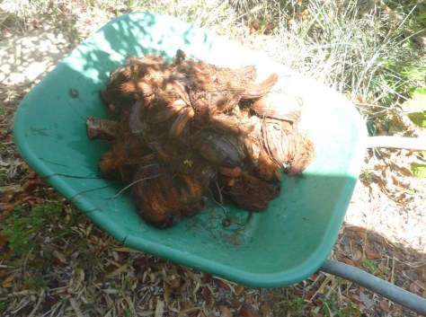 fibras_de_coco_humidas