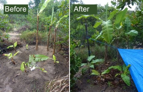 Banana-circle-before-after---gray-water