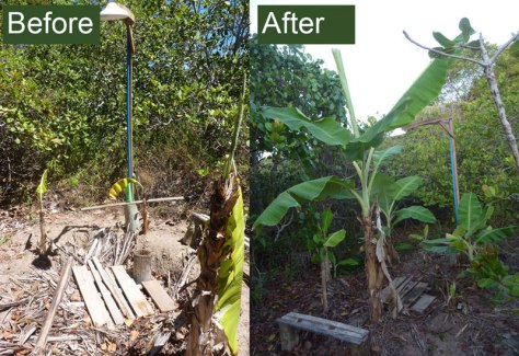 Banana-circle-before-after