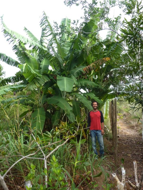 biodigestor-11months