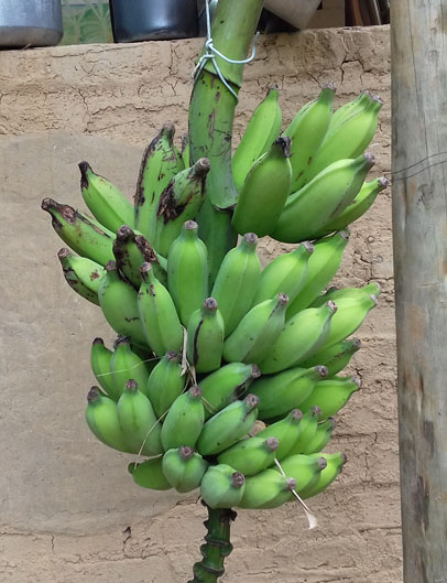bunch-of-bananas
