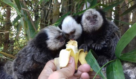 3-saguis-comendo-banana