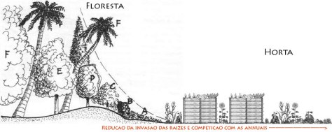floresta-horta-e-canteiros