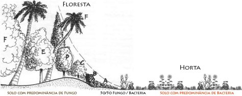 floresta-horta