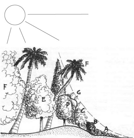 forest-border-plant-diversity-shady