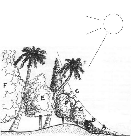 forest-border-plant-diversity-sunny