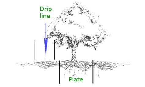 tree-morphology