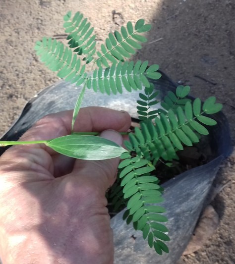 acacia-mangium-false-leaves