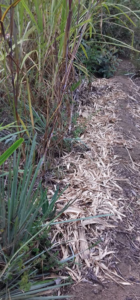 anapie-renforcado-com-guandu