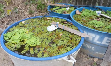 caixa-dagua-com-plantas-aquaticas