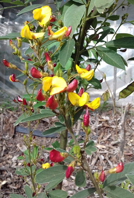 flores-de-feijao-guandu