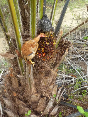 galinhas-no-dende