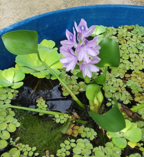 planta-aquatica-com-flor