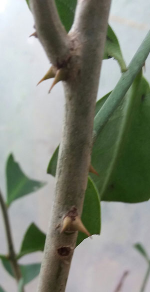 espinhos-de-orapronobis