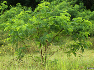 leucaena