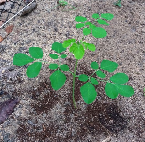 muda-de-moringa