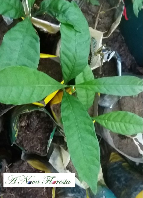 Abieiro ou abiu muda