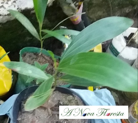 ac+ícia mangium muda