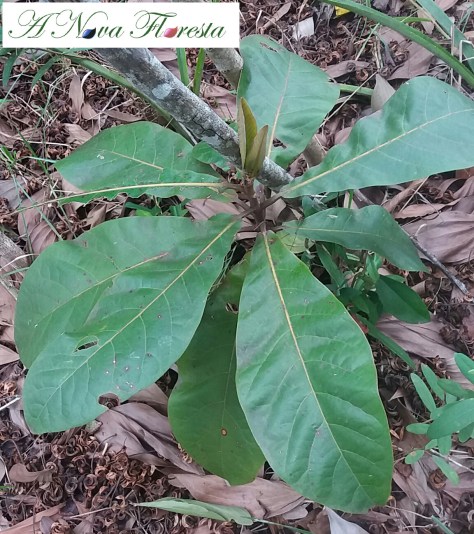 Amêndoeira da Praia