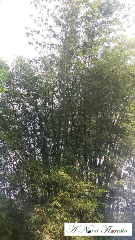 bambu gigante