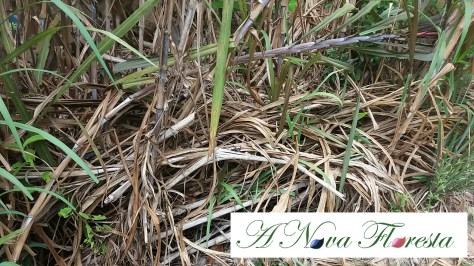 base do capim elefante