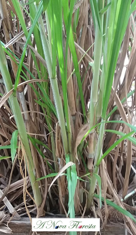 capim elefante verde