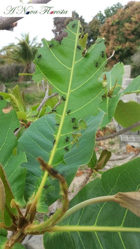 Folha de amêndoeira da praia comida pelas formigas corta folha