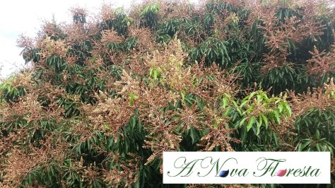 Mangueira cheia de flores