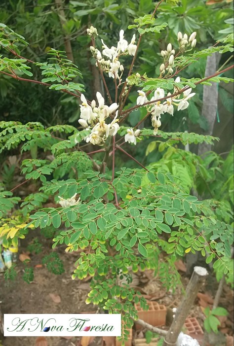 moringa