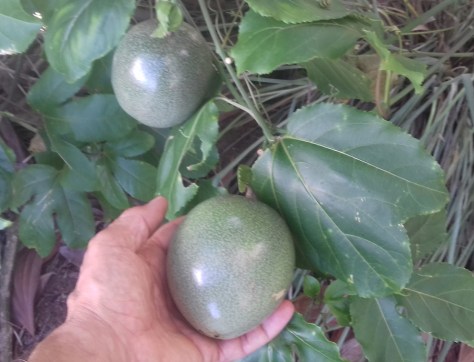 Passion fruit - Maracuja