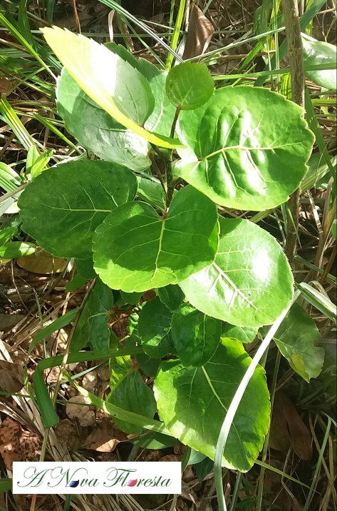 polyscias para serapilheira