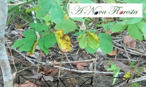 sansao do campo - cerca de galinha