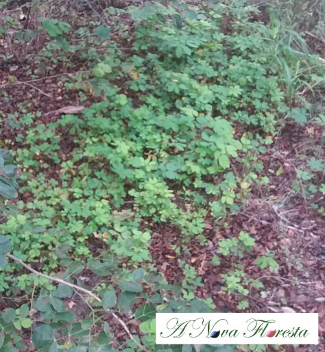 sansão do campo mudas